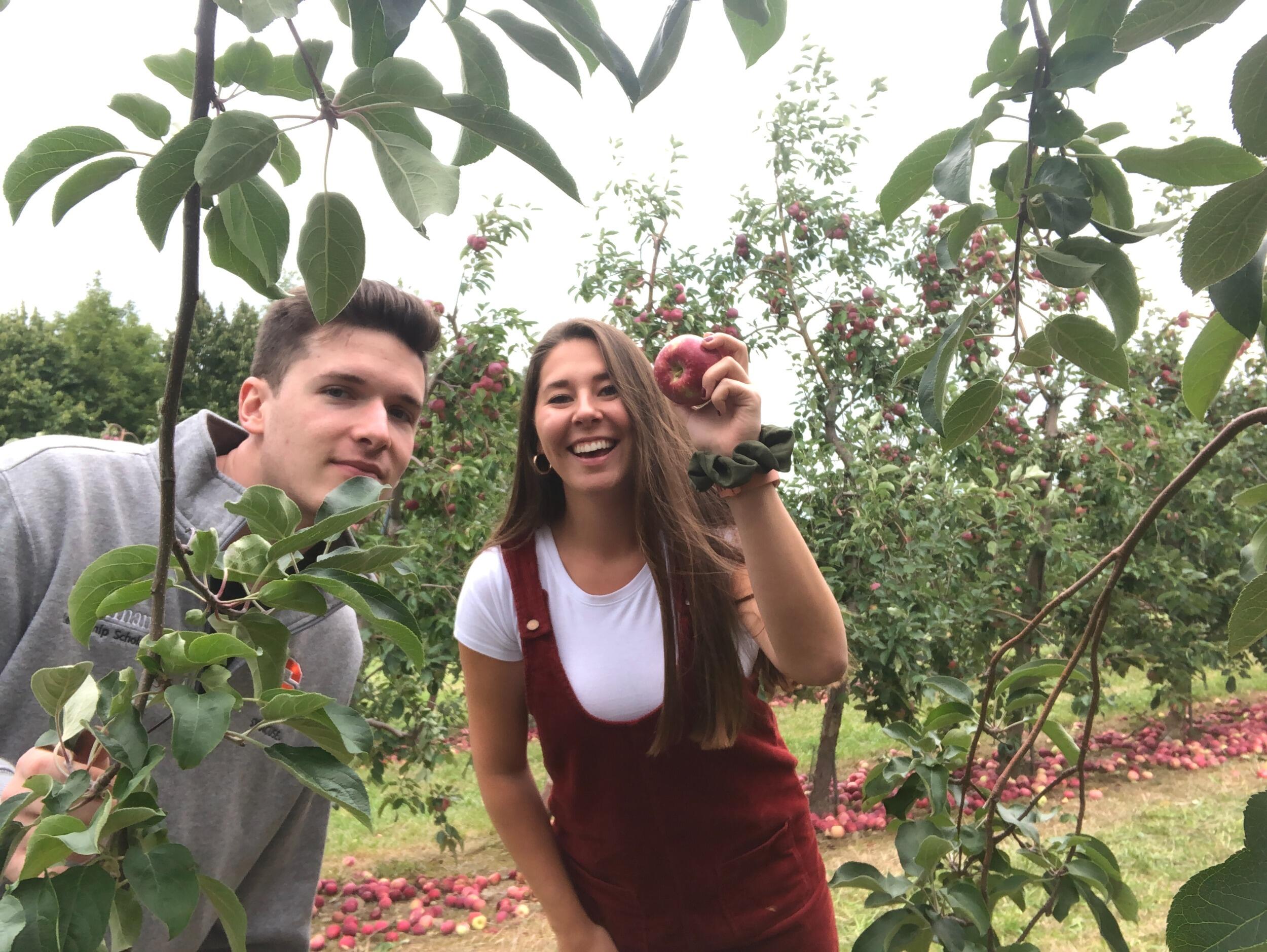 Apple Picking in Syracuse
